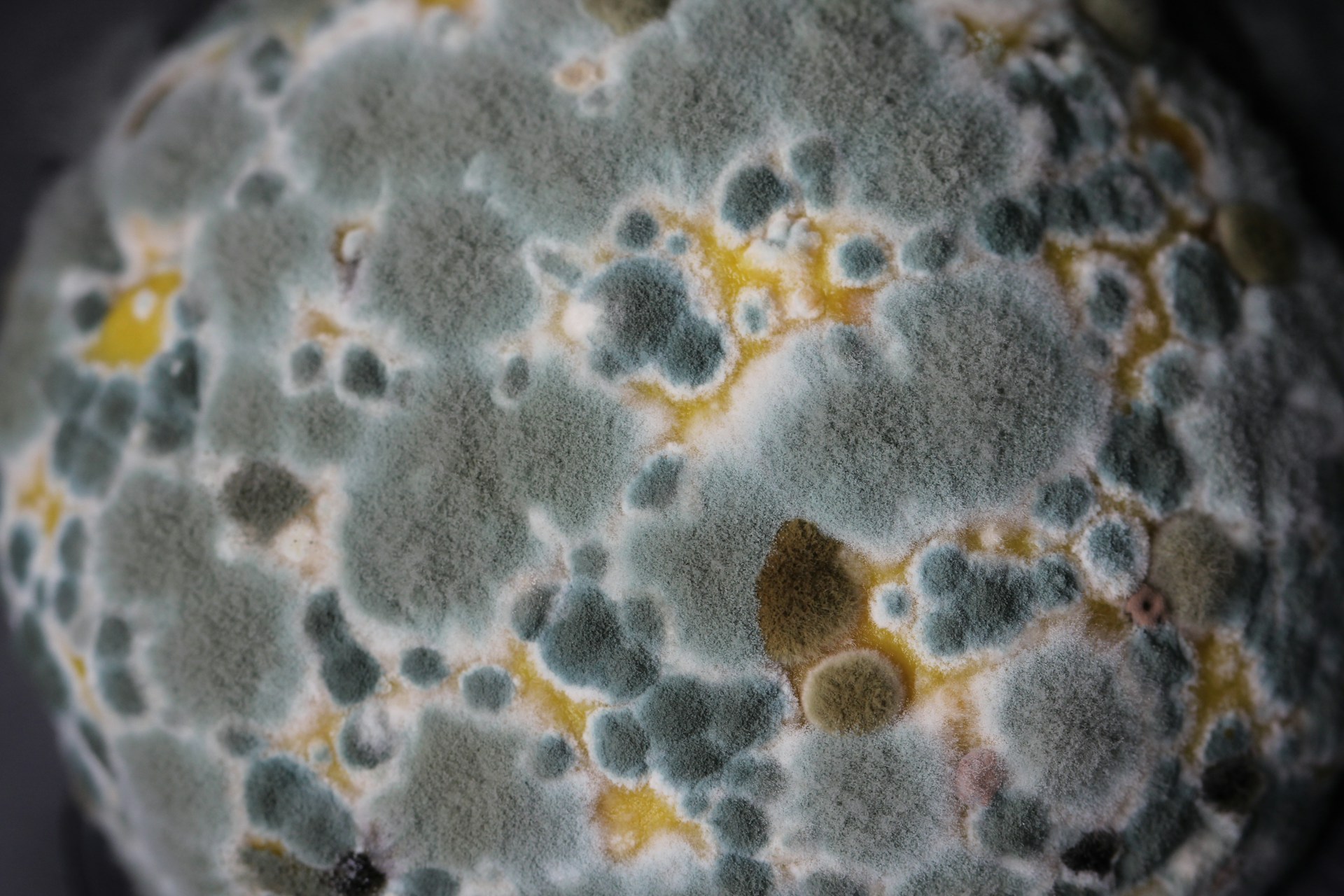 Mold in Your Rental? A Tenant’s Guide to Testing and Protecting Your Rights