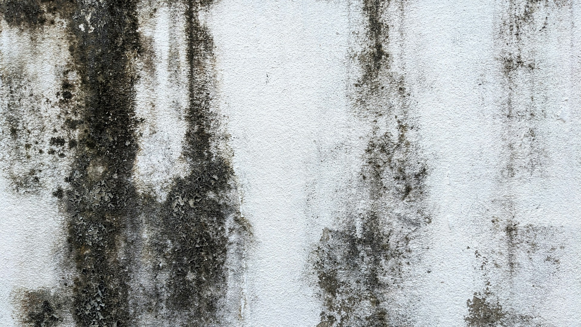 How to Test Your Home for Mold (And Why Most People Do It Wrong)